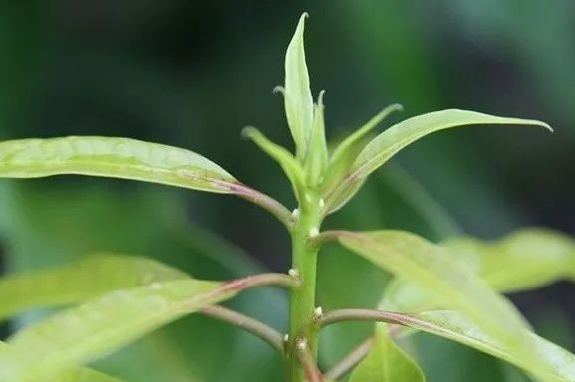 芒果控旺的真正的目的是什么？