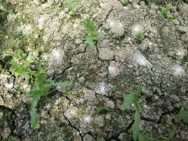 為什么我們常年種植同種作物產(chǎn)量會(huì)下降？