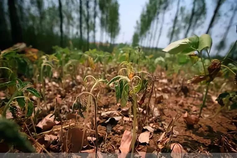 市面有機(jī)肥種類混雜，如何選擇適合自己的肥料？