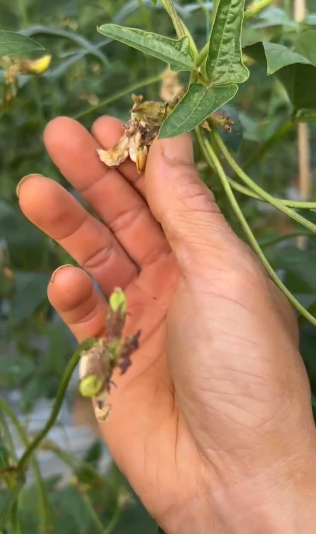 豆角敗花落花嚴(yán)重，什么原因？