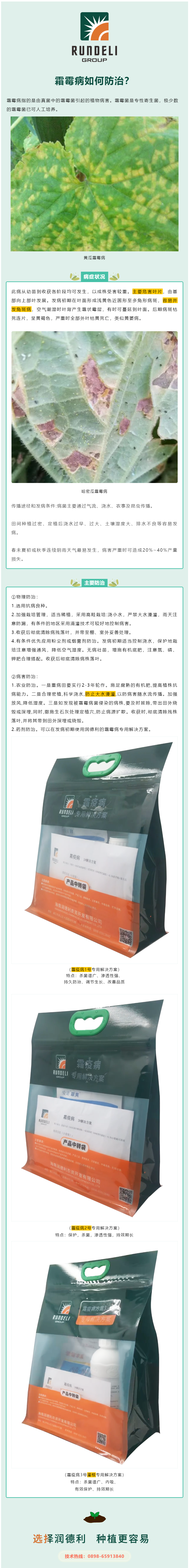 霜霉病容易并發(fā)角斑病，該如何防治？.png