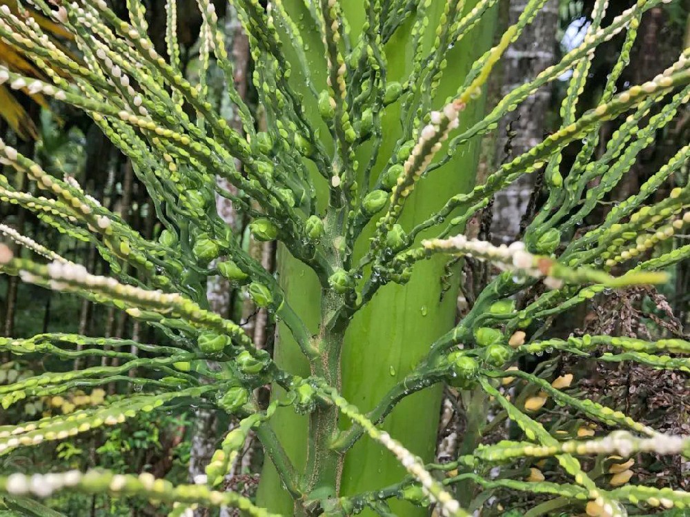 檳榔落花落果的原因是什么？如何防治？