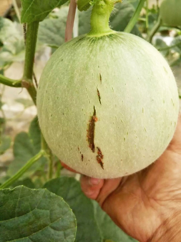 警惕！作物裂瓜裂果、臍腐病頻發(fā)，竟是缺了這些元素！